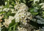 Photinia villosa im Garten pflanzen (Einrichtungsbeispiele mit Scharlach Glanzblattmispel)