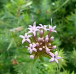 Phuopsis stylosa im Garten pflanzen (Einrichtungsbeispiele mit Scheinwaldmeister)