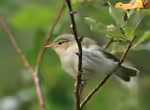 Phylloscopus trochilus im Garten (Einrichtungsbeispiele mit Fitis)