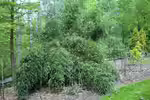 Phyllostachys aureosulcata im Garten pflanzen (Einrichtungsbeispiele mit Rauher Gelbrinnenbambus)
