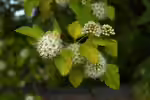 Physocarpus opulifolius im Garten pflanzen (Einrichtungsbeispiele mit Schneeballblättrige Blasenspiere)