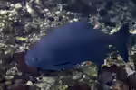 Piaractus mesopotamicus: Pacu im Aquarium (Einrichtungsbeispiele mit Pacus)