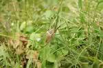 Pisaura mirabilis im Garten (Einrichtungsbeispiele mit Listspinne)