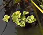 Pistia stratiotes im Aquarium pflegen (Einrichtungsbeispiele mit Muschelblumen)