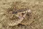 Pituophis catenifer im Terrarium halten (Einrichtungsbeispiele mit Gophernatter)