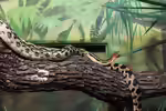 Pituophis deppei im Terrarium halten (Einrichtungsbeispiele mit Mexikanische Kiefernnatter)