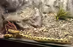 Pituophis lineaticollis im Terrarium halten (Einrichtungsbeispiele mit Mittelamerikanische Gophernatter)