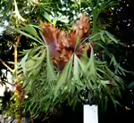 Platycerium bifurcatum im Terrarium pflanzen (Einrichtungsbeispiele mit Geweihfarn)