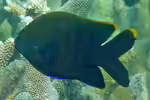 Plectroglyphidodon apicalis im Aquarium halten (Einrichtungsbeispiele mit Gelbspitzen-Riffbarsch)