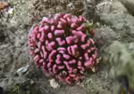 Pocillopora meandrina im Aquarium halten (Einrichtungsbeispiele für Kleinpolypige Steinkoralle)