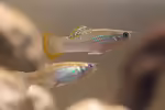 Poecilia mexicana: Atlantikkärpfling im Aquarium halten (Einrichtungsbeispiele mit Poecilia mexicana)