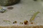 Poecilia obscura: Oropuche-Guppy im Aquarium halten (Einrichtungsbeispiele mit Poecilia obscura)