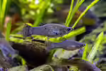 Poecilia sphenops im Aquarium halten (Einrichtungsbeispiele mit Spitzmaulkärpflingen)
