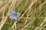 Polyommatus icarus im Garten (Einrichtungsbeispiele mit Hauhechel-Bläuling)