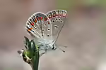 Kleiner Esparsetten-Bläuling im Garten (Einrichtungsbeispiele mit Polyommatus thersites)