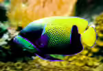 Pomacanthus navarchus im Aquarium halten (Einrichtungsbeispiele für Blaugürtel-Kaiserfisch)