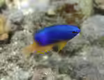 Pomacentrus caeruleus im Aquarium halten (Einrichtungsbeispiele mit Caeruleus Demoiselle)