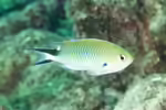 Pomachromis richardsoni im Aquarium halten (Einrichtungsbeispiele mit Richardsons Riffbarsch)