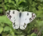 Alpen-Weißling im Garten (Einrichtungsbeispiele mit Pontia callidice)