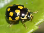 Propylea quatuordecimpunctata im Garten (Einrichtungsbeispiele mit Vierzehnpunkt-Marienkäfer)