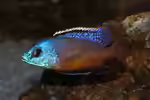 Protomelas taeniolatus im Aquarium halten (Einrichtungsbeispiele mit Protomelas taeniolatus)