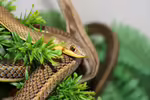 Psammophis sibilans im Terrarium halten (Einrichtungsbeispiele für Ägyptische Sandrennnattern)