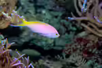 Pseudanthias bartlettorum im Aquarium halten (Einrichtungsbeispiele für Bartletts Fahnenbarsch)