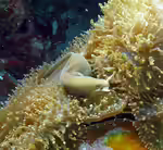 Pseudechidna brummeri im Aquarium halten (Einrichtungsbeispiele für Weiße Geistermuräne)