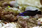 Pseudochromis springeri im Aquarium halten (Einrichtungsbeispiele für Springers Zwergbarsch)
