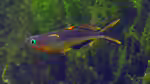 Pseudomugil furcatus im Aquarium halten (Einrichtungsbeispiele mit Gabelschwanz-Blauauge)