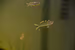 Pseudomugilidae im Aquarium halten (Einrichtungsbeispiele mit Blauaugen)