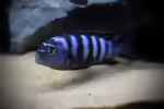 Chindongo saulosi: Saulosi Zebra-Maulbrüter im Aquarium halten (Einrichtungsbeispiele mit Chindongo saulosi)