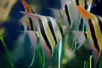 Pterophyllum altum im Aquarium halten (Einrichtungsbeispiele mit Hoher Segelflosser)