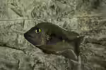Ptychochromis grandidieri im Aquarium halten (Einrichtungsbeispiele mit Grandidiers Madagaskar-Buntbarsch)
