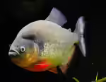Pygocentrus: Raubfische im Aquarium fachgerecht verstehen und halten (Einrichtungsbeispiele mit Pygocentrus-Arten)