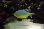 Pygopristis denticulata: Artenportrait des Lappenzahnpiranhas (Einrichtungsbeispiele mit Lappenzahnpiranhas)