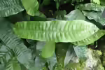 Pyrrosia lingua im Terrarium (Einrichtungsbeispiele mit Schattenblümchen)