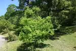 Quercus petraea im Garten pflanzen (Einrichtungsbeispiele mit Trauben-Eiche)