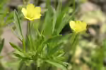 Ranunculus arvensis im Garten pflanzen (Einrichtungsbeispiele mit Acker-Hahnenfuß)
