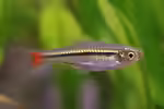 Rasboras im Aquarium halten (Einrichtungsbeispiele mit Rasborinae-Arten)