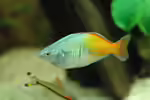 Regenbogenfische im Aquarium halten (Einrichtungsbeispiele mit Melanotaeniidae)