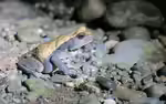 Rhaebo blombergi im Terrarium halten (Einrichtungsbeispiele mit Blombergkröte)