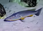 Rhamphochromis: Jäger aus dem Malawisee (Einrichtungsbeispiele mit Rhamphochromis-Arten)