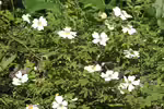 Rosa arvensis im Garten pflanzen (Einrichtungsbeispiele mit Feldrose)