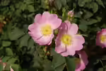 Rosa pendulina im Garten pflanzen (Einrichtungsbeispiele mit Alpenrose)