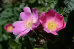 Rosa rubiginosa im Garten pflanzen (Einrichtungsbeispiele mit Wein-Rose)
