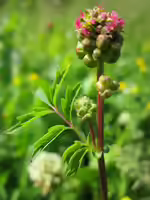 Sanguisorba minor am Gartenteich (Einrichtungsbeispiele mit Kleiner Wiesenknopf)