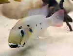 Sarotherodon: Maulbrütende Buntbarsche mit besonderer Rolle in Aquaristik und Natur (Einrichtungsbeispiele mit Sarotherodon-Arten)