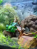 Savannenholz als Deko im Aquarium (Einrichtungsbeispiele mit Savannen-Holz)