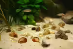 Schneckenbuntbarsche im Aquarium halten (Einrichtungsbeispiele mit Schneckenbuntbarsche)